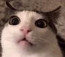 BloodRedKittie's avatar