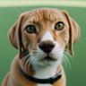 dogu_cat avatar