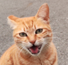 Meower2024 avatar