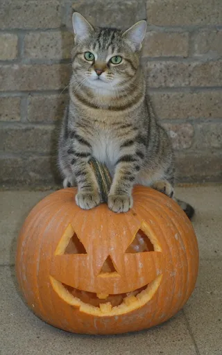 Tabby cat with green eyes sitting on top of an orange carved pumpkin with a smiling jack-o-lantern face.