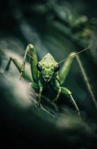 Close-up macro photograph of a green praying mantis with detailed compound eyes and long antennae against a blurred green foliage background.