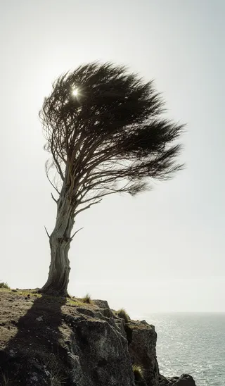 A weathered tree bending in the wind on a cliff edge by the east coast of New Zealand under overcast skies with a single sunbeam creating lensflare effects.