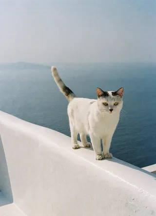 A white cat with black markings stands on a smooth white balcony railing overlooking a calm deep blue sea with a hazy sky in the background, captured in analog film photography style with soft natural light and film grain.