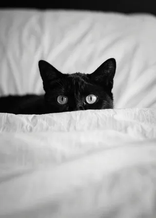 Black cat with wide eyes peeking out from under a textured white bedspread in a monochrome photograph