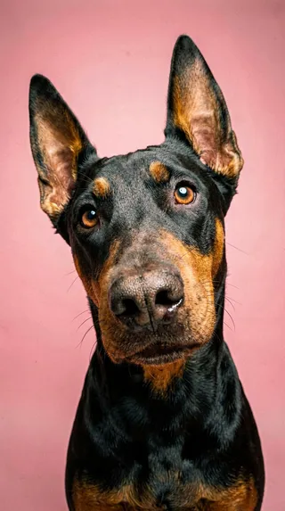 Close-up, hyper-realistic portrait of a curious Doberman dog tilting its head with a playful expression against a smooth pink background