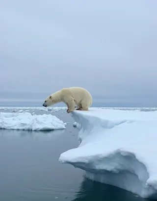 Polar bear standing on the edge of a snowy iceberg looking towards the cold Arctic water with smaller ice chunks nearby under an overcast sky.
