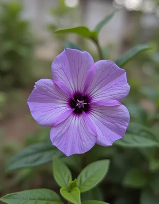 Close-up image of a purple flower with delicate petals and green leaves in the background.