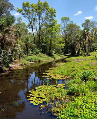 A scenic swamp land with a calm river surrounded by lush green vegetation, tall trees, water lilies, and clear blue sky reflecting in the water.
