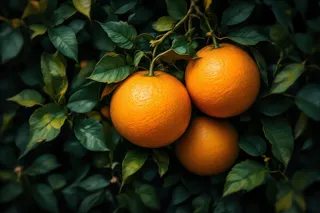 Close-up view of ripe oranges hanging surrounded by lush green leaves with vibrant orange and dark green colors.