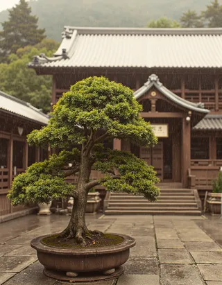 A bonsai tree in a pot situated in front of a traditional Japanese shrine with wooden architecture, under a rainy late afternoon sky.