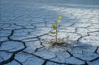 A small green sapling emerging from cracked and barren earth under soft, diffused dawn light with a single amber ray illuminating its leaves.