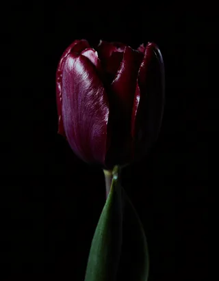 Close-up cinematic shot of a single tulip with dark purple velvet petals, illuminated by studio lighting against a black background showing chiaroscuro and high detail.