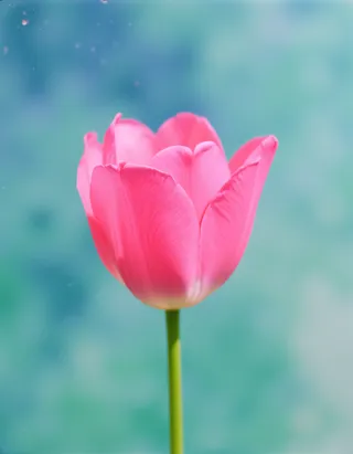 Bright pink tulip against a soft blue-green background, captured in an analog film Bolex cinematic style with a dreamy watercolor effect.