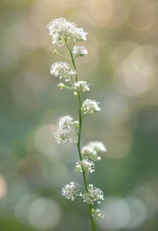 Macro photograph of a Baby's Breath flower stem with delicate white clusters against a softly blurred bokeh background featuring teal and copper tones and natural backlighting.