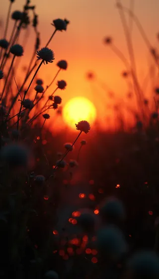 Wildflower stems silhouetted against a large orange sun at sunset with bokeh light effects and a shallow depth of field.