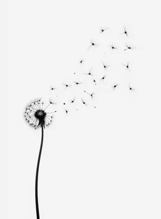 Minimalist grayscale dandelion on a white background with seeds drifting delicately to the right.