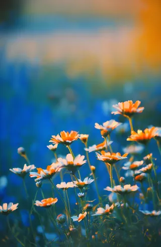 Field of orange and white daisies sharply lit by warm sunlight with a vibrant blue and softly focused background creating a dreamy, serene atmosphere.