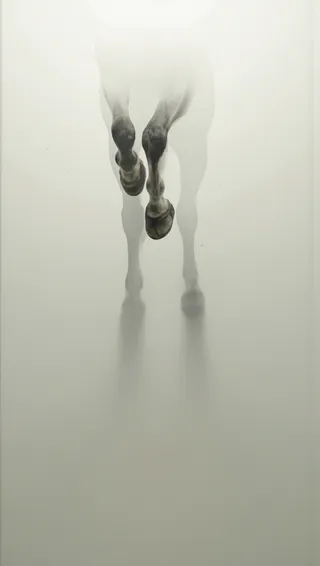 A photograph showing a horse's hooves and legs through frosted glass, with a foggy, minimalist background and soft shadows on a plain wall.