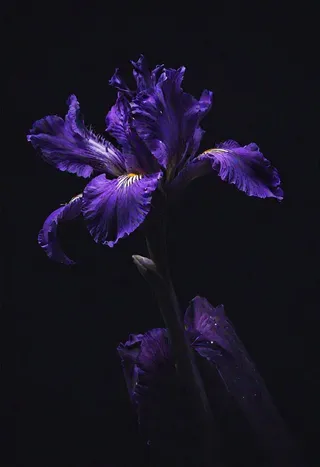A close-up of a detailed purple iris flower illuminated against a dark background, showcasing intricate petals with a neon light effect.
