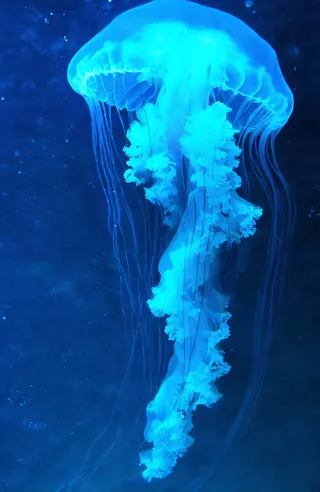 Glowing blue jellyfish with translucent bell and delicate tentacles floating in a dark underwater environment illuminated by ethereal blue light.
