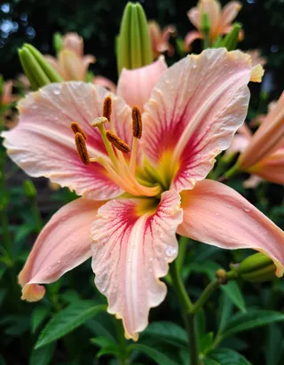Close-up of a pink lily flower with detailed petals, water droplets on its surface, and a blurred green background.