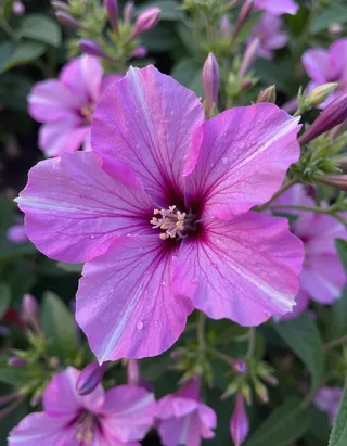 A close-up photo of a pink Campanula flower with visible water droplets on its petals, captured in high 4k detail using an iPhone.