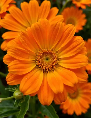 Close-up of a vibrant orange Calendula flower with detailed petals and visible water droplets, captured in high detail with an iPhone photo style.