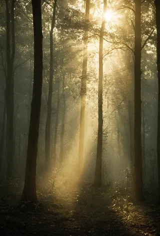 Golden sunlight streaming through a misty forest creating a serene and mystical atmosphere with rays illuminating tall trees and soft vignette effect.