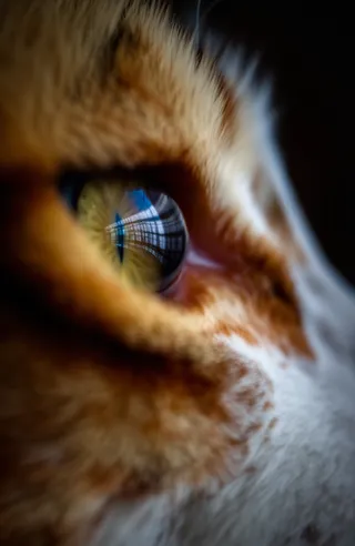 Close-up macro photograph of a cat's eye with detailed orange and white fur, showing a clear reflection of a room in the shiny pupil.
