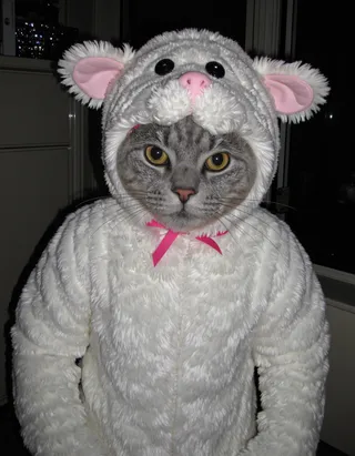 Grey tabby cat wearing a white furry animal costume with pink ears and a pink ribbon