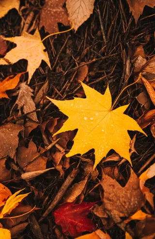Close-up of a large yellow maple leaf with water droplets on a forest floor covered in brown, orange, and red autumn leaves, twigs, and dark pine needles.