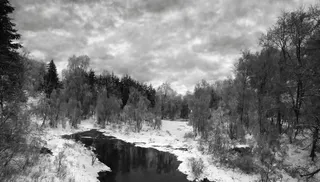 Winter forest Winter forest